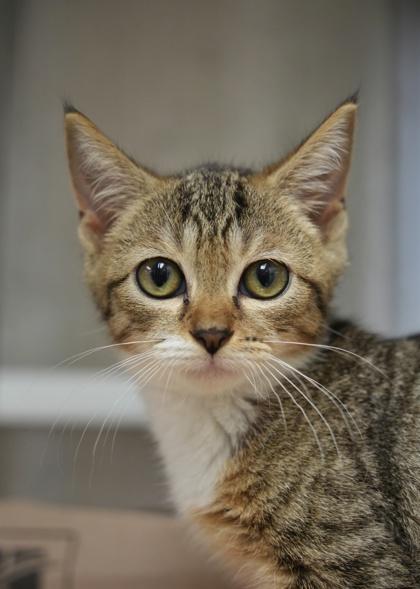 Enlarge Phloem 64682, a Adoptable mixed breed in Aiken, SC image 2/3
