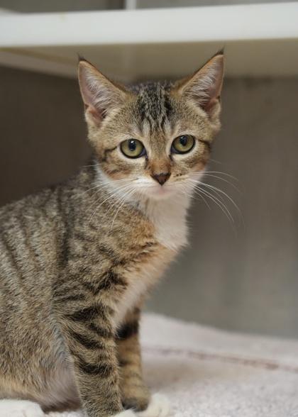 Enlarge Phloem 64682, a Adoptable mixed breed in Aiken, SC image 3/3