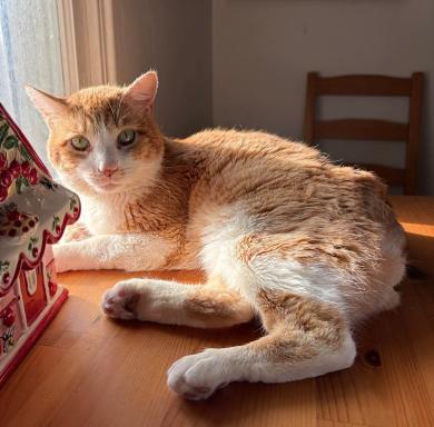 Enlarge Rump Roast (Rumple), a ADOPTABLE mixed breed in Escondido, CA image 4/4