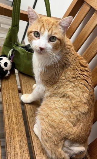 Enlarge Rump Roast (Rumple), a ADOPTABLE mixed breed in Escondido, CA image 3/4