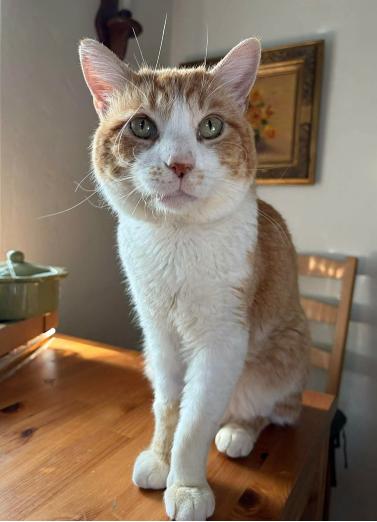 Rump Roast (Rumple), ADOPTABLE, Adult Male Domestic Short Hair.