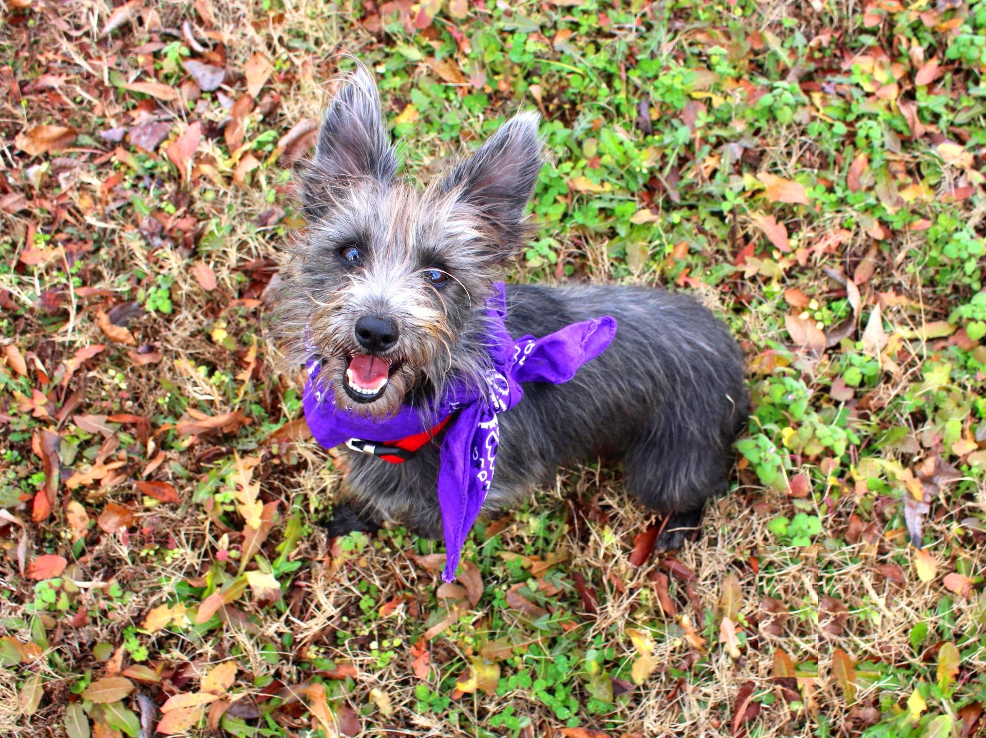 Enlarge Olive, a ADOPTABLE Yorkshire Terrier in Muldrow, OK image 2/4