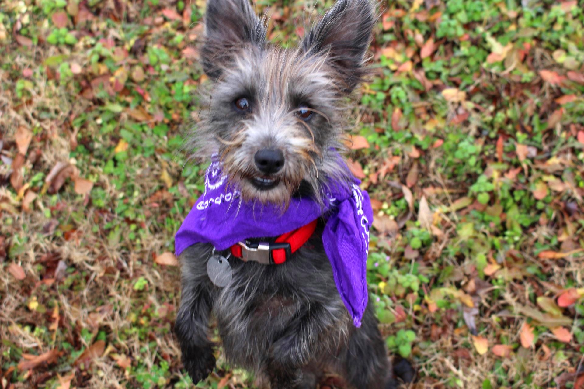 Enlarge Olive, a ADOPTABLE Yorkshire Terrier in Muldrow, OK image 4/4