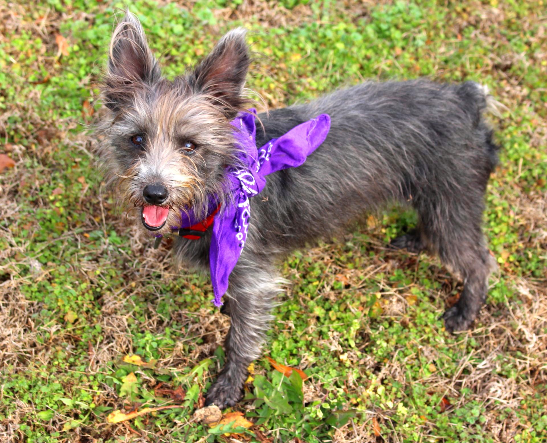 Enlarge Olive, a ADOPTABLE Yorkshire Terrier in Muldrow, OK image 1/4