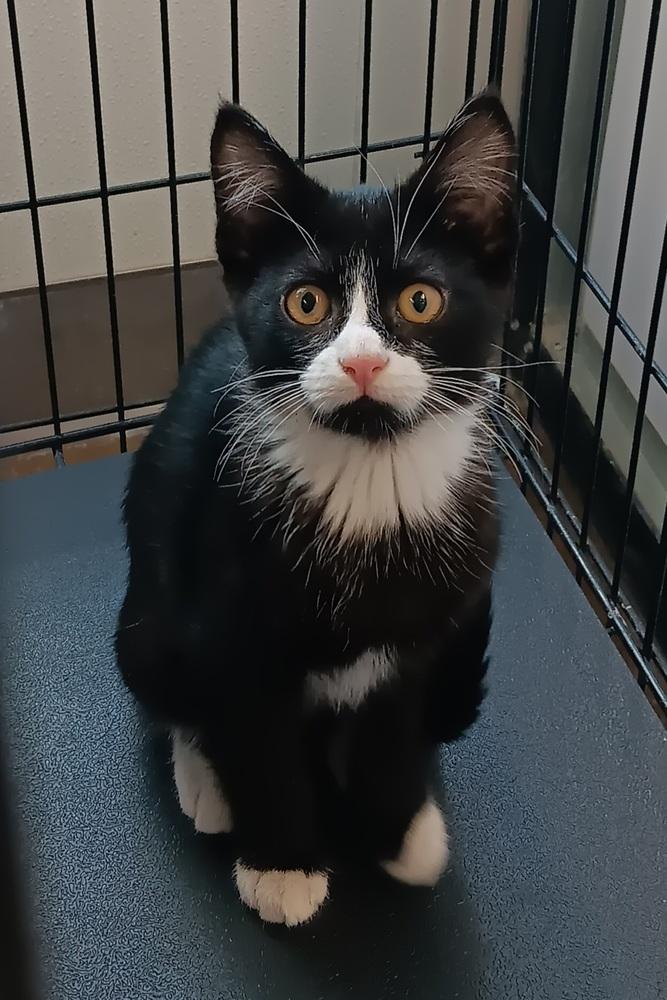 Enlarge Rizz, a Adoptable mixed breed in Challis, ID image 1/5