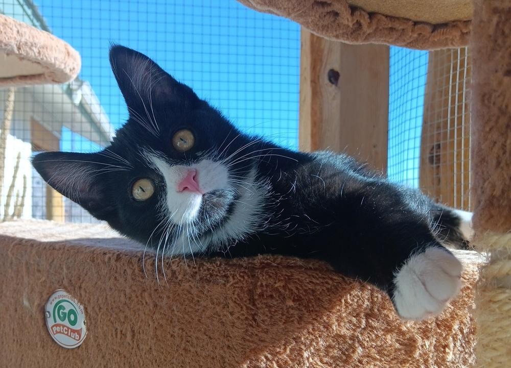 Enlarge Rizz, a Adoptable mixed breed in Challis, ID image 2/5