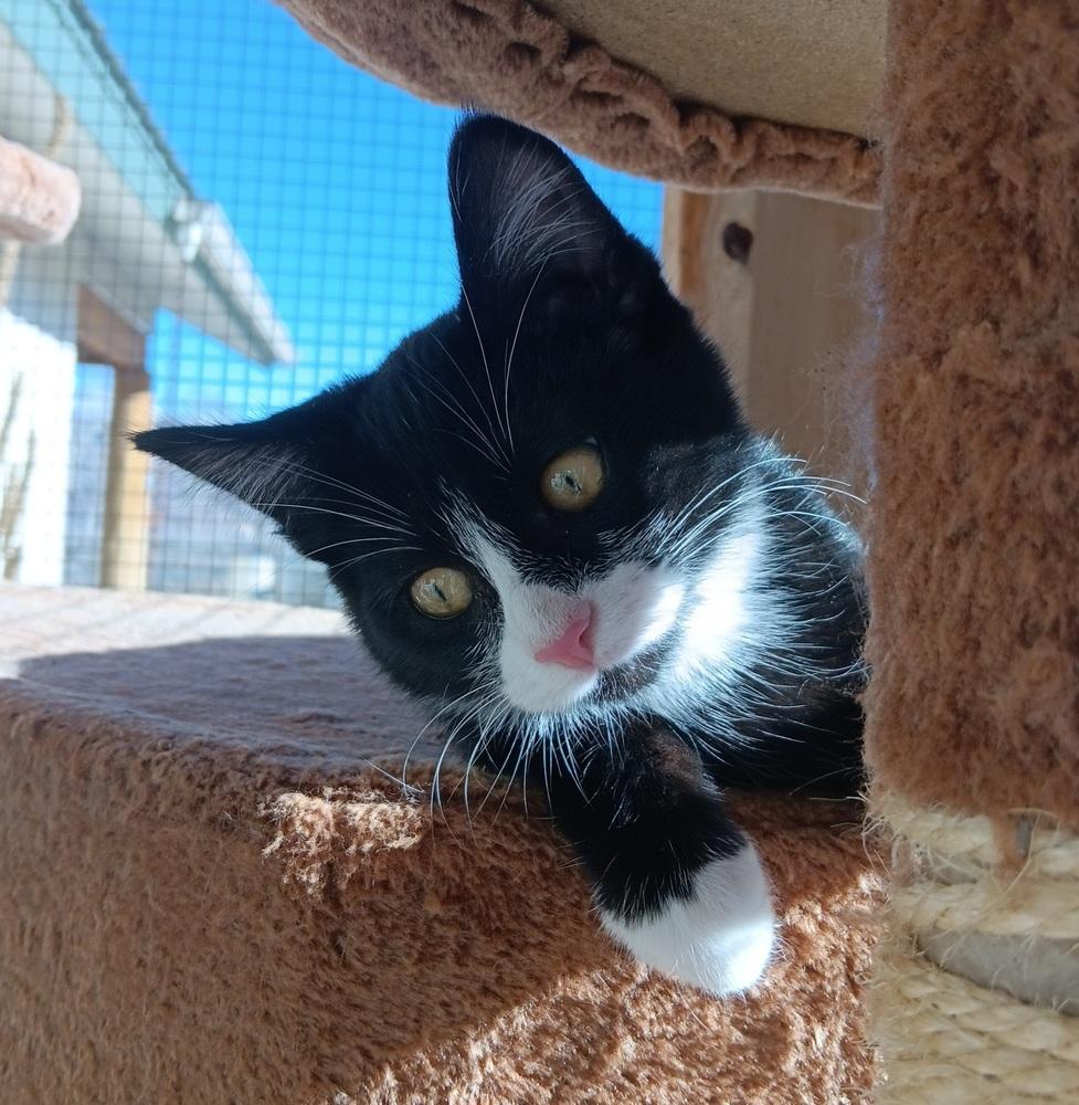 Enlarge Rizz, a Adoptable mixed breed in Challis, ID image 3/5