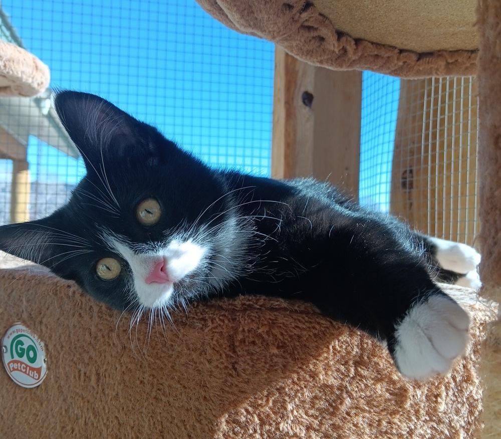 Enlarge Rizz, a Adoptable mixed breed in Challis, ID image 5/5