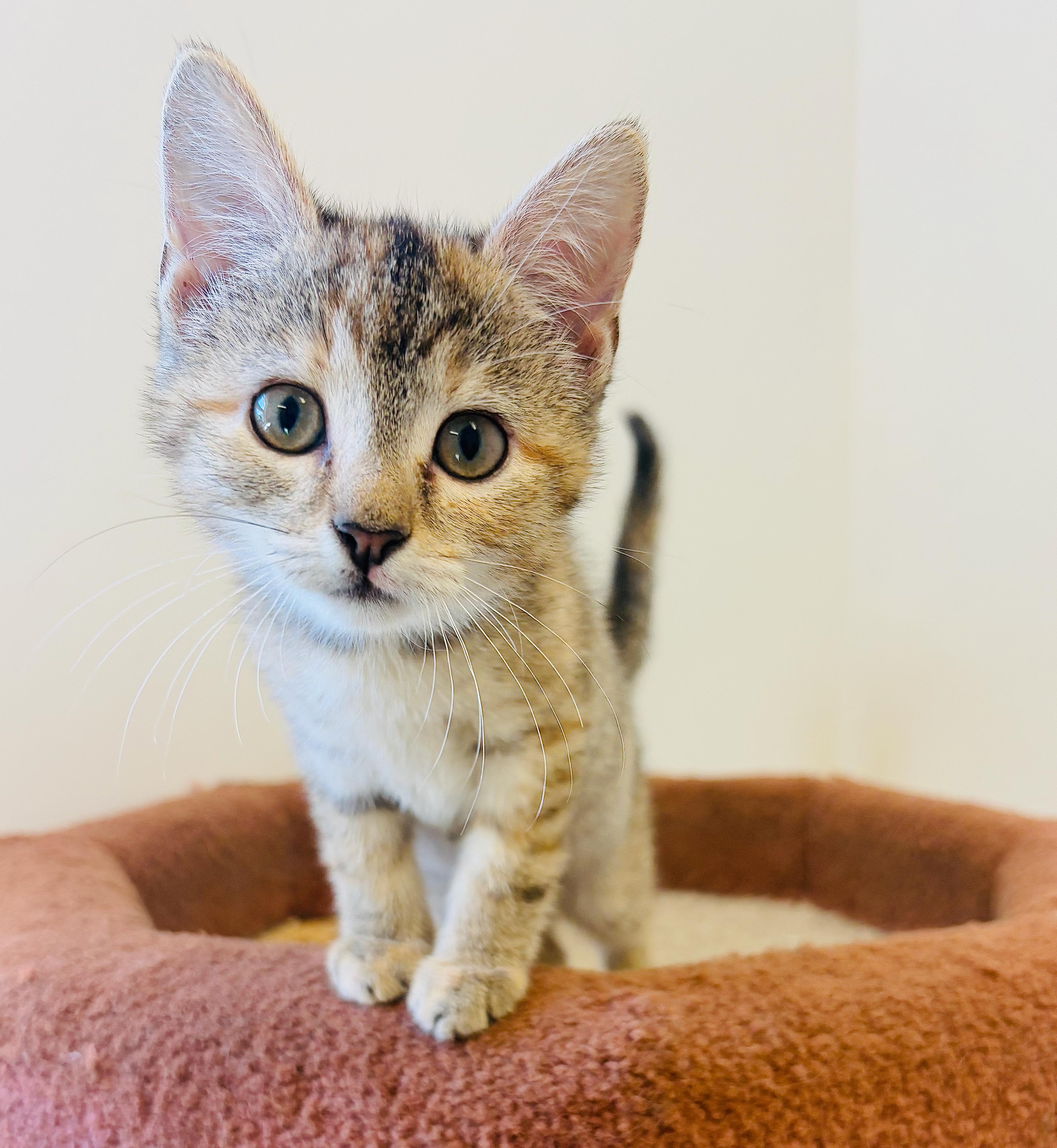 Beatrice, an adoptable Domestic Short Hair in St Stephen, NB, E3L 2X2 | Photo Image 3