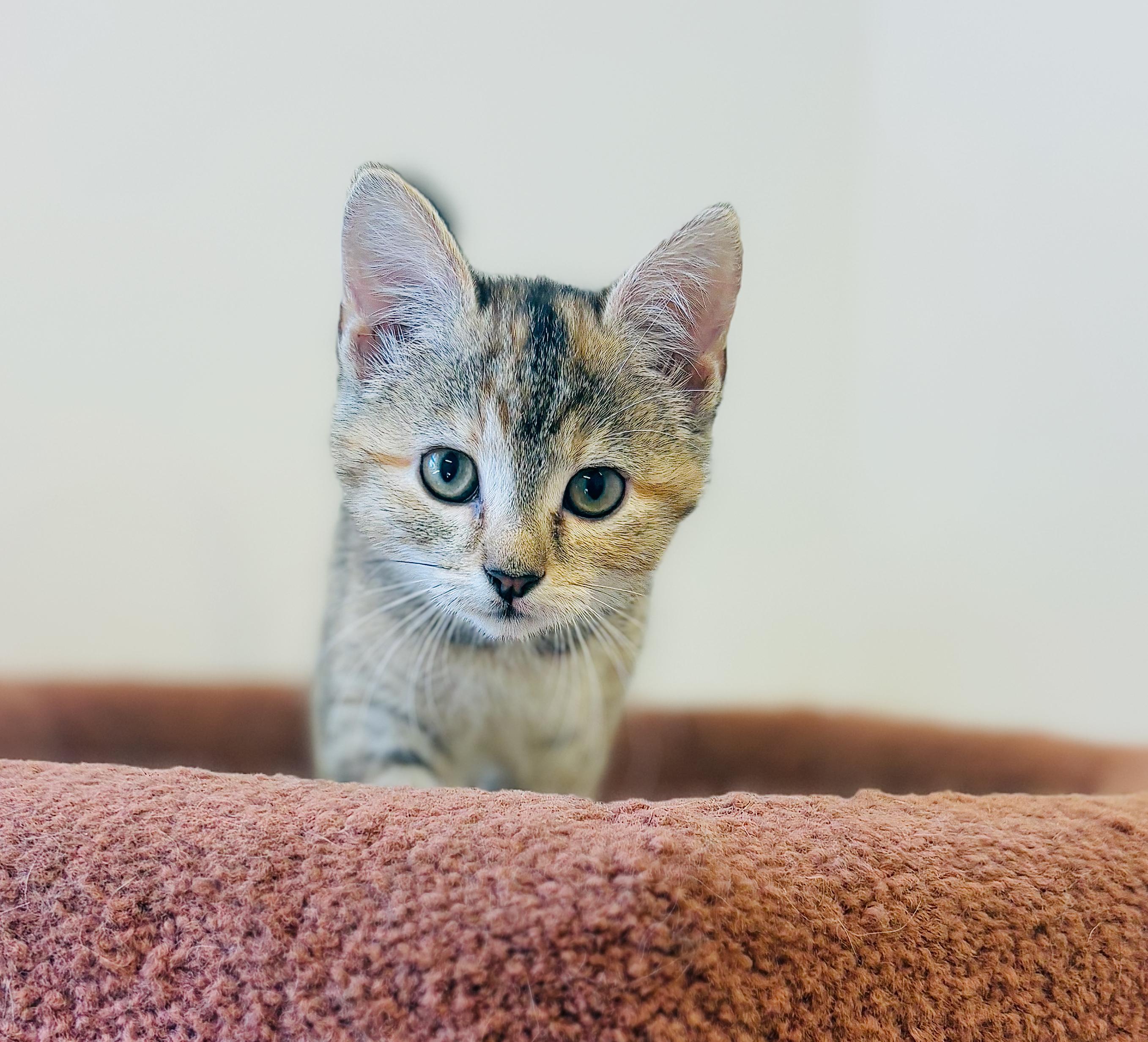 Beatrice, an adoptable Domestic Short Hair in St Stephen, NB, E3L 2X2 | Photo Image 1