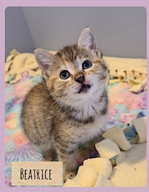 Beatrice, an adoptable Domestic Short Hair in St Stephen, NB, E3L 2X2 | Photo Image 2