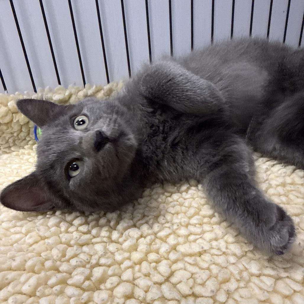 Boo, Adoptable, Kitten Female Domestic Short Hair.