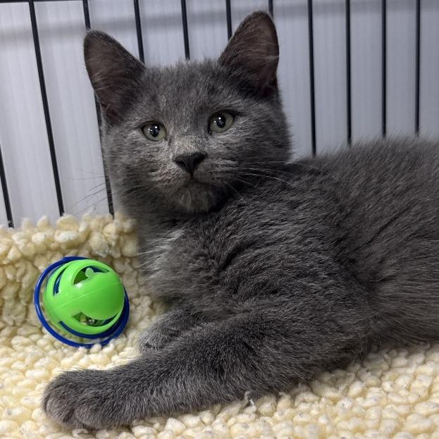 Enlarge Boo, a Adoptable Domestic Short Hair in Chaska, MN image 2/4