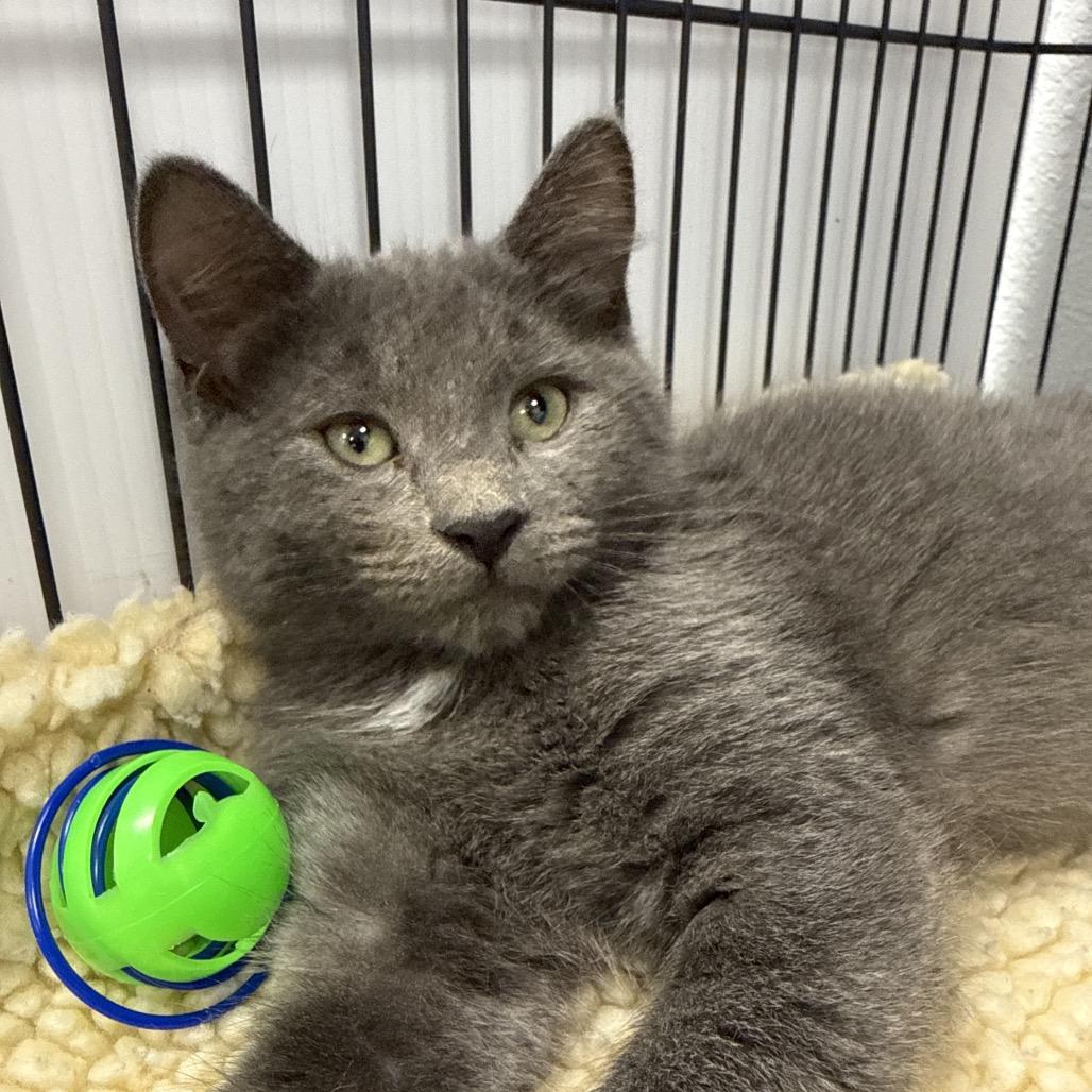 Enlarge Boo, a Adoptable Domestic Short Hair in Chaska, MN image 3/4