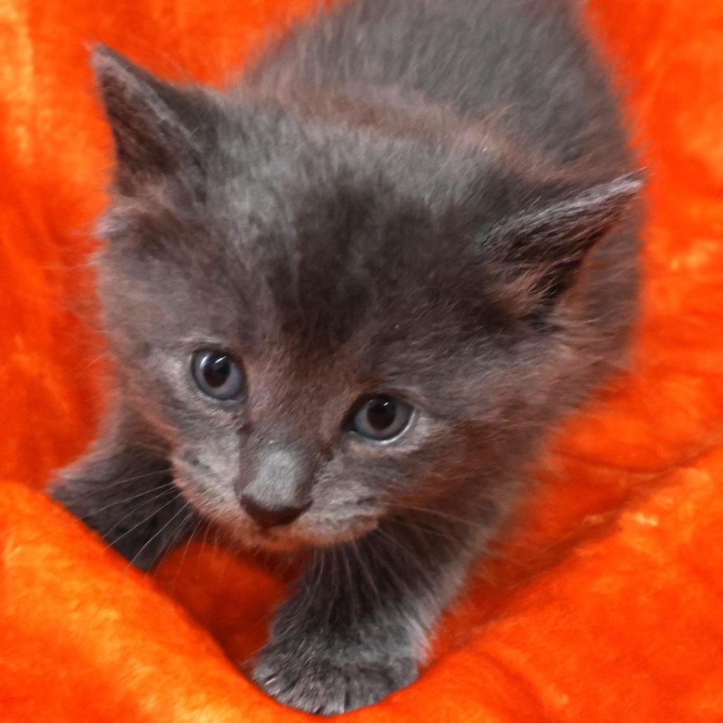 Enlarge Boo, a Adoptable Domestic Short Hair in Chaska, MN image 4/4