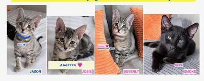 Enlarge Jason, Beverly, Smoke, an adopted Domestic Short Hair in BEVERLY HILLS, CA image 1/5