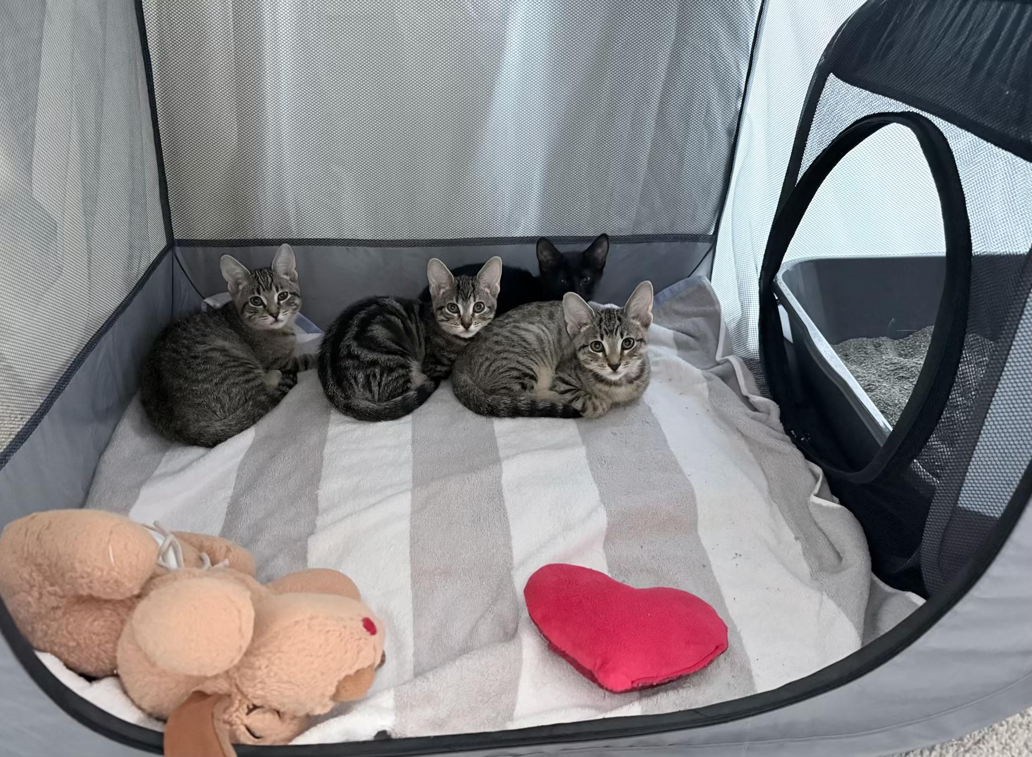 Enlarge Jason, Beverly, Smoke, an adopted Domestic Short Hair in BEVERLY HILLS, CA image 2/5