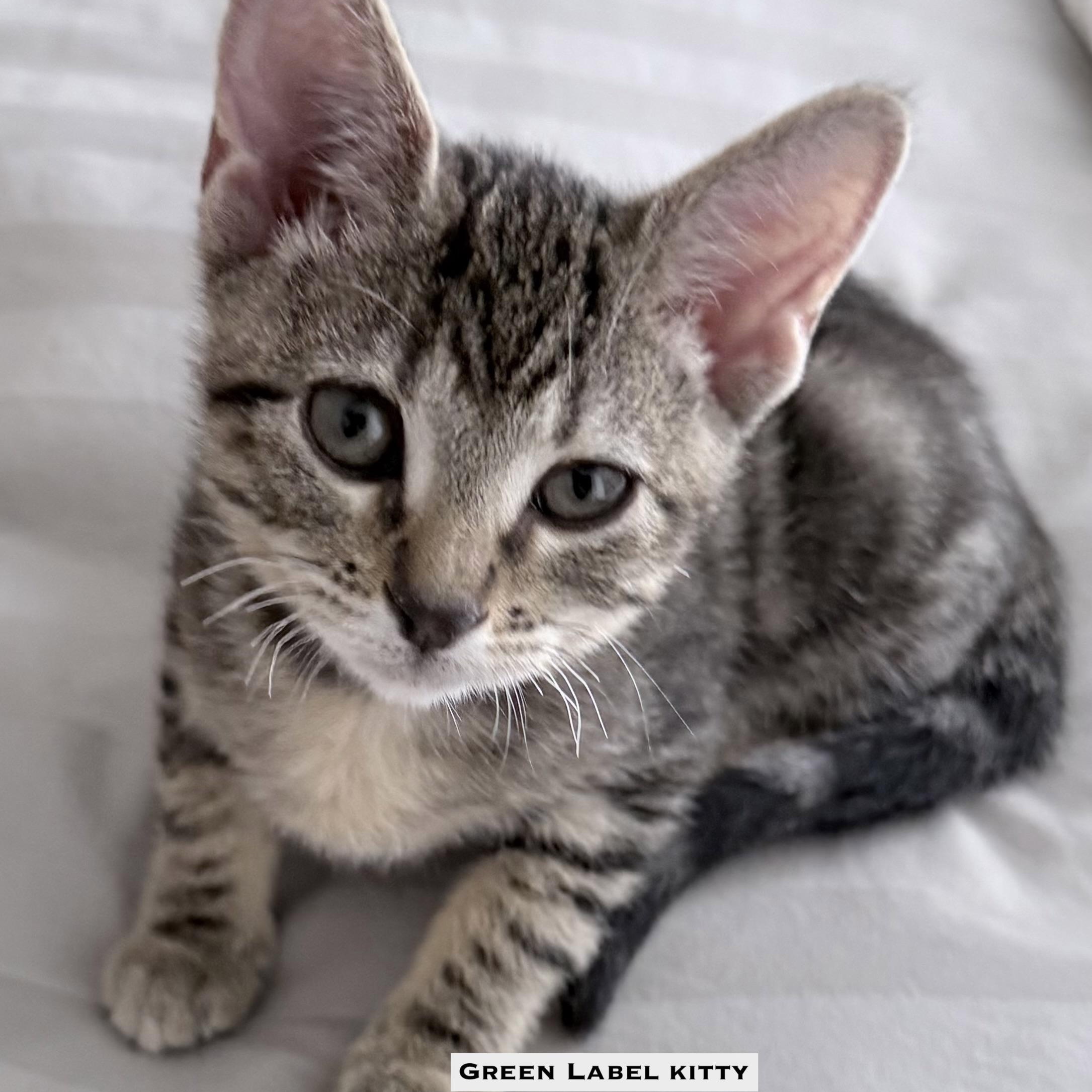 Enlarge Jason, Beverly, Smoke, an adopted Domestic Short Hair in BEVERLY HILLS, CA image 3/5