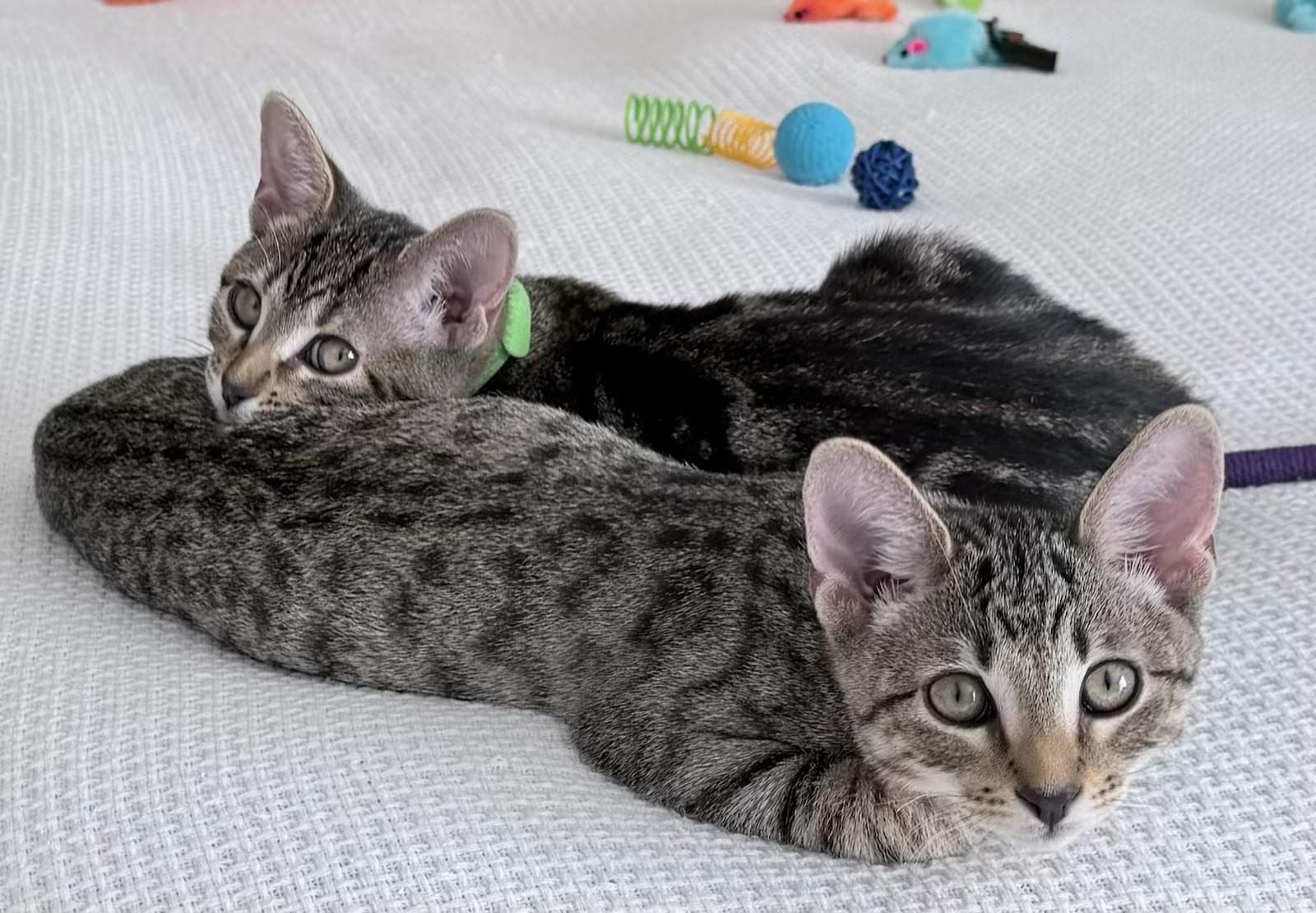 Enlarge Jason, Beverly, Smoke, an adopted Domestic Short Hair in BEVERLY HILLS, CA image 4/5