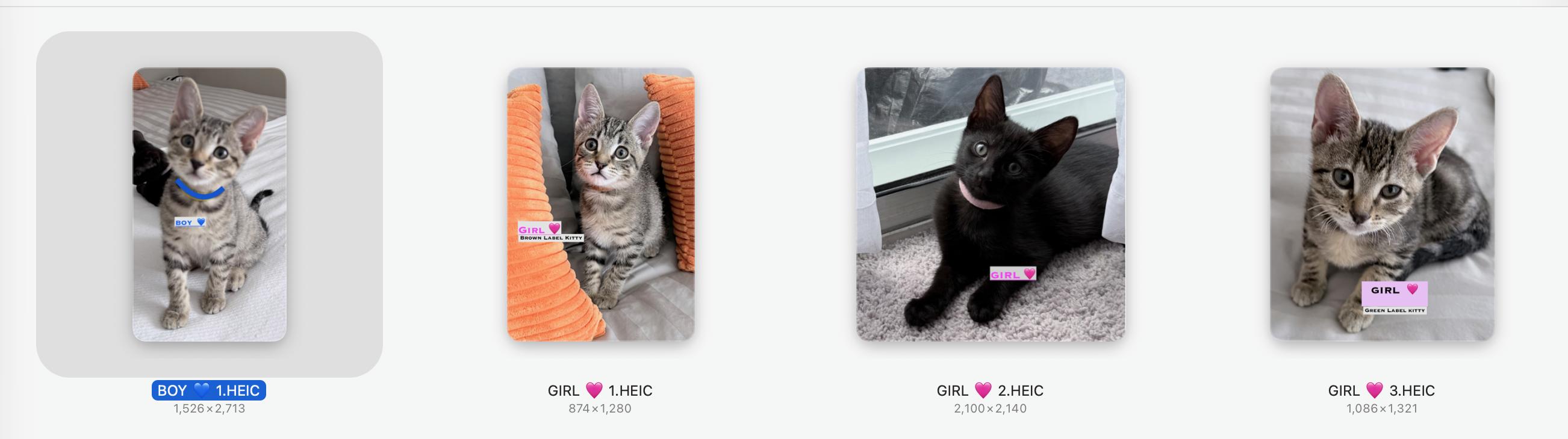 Bella/ Stacy /Violet / Johnny