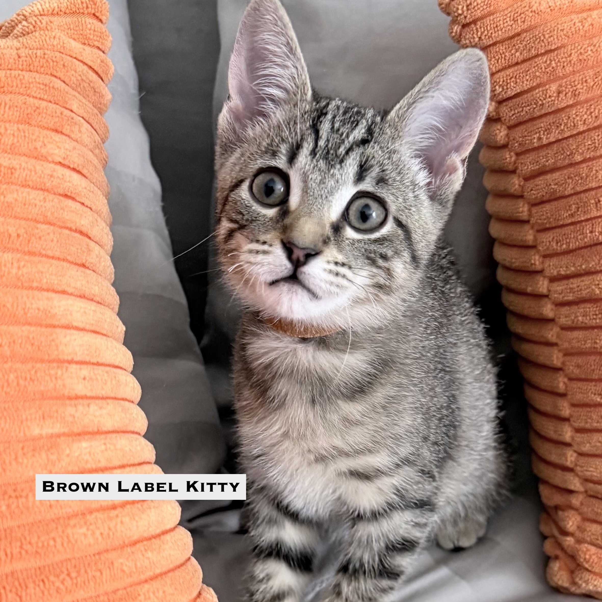 Enlarge Jason, Beverly, Smoke, an adopted Domestic Short Hair in BEVERLY HILLS, CA image 5/5