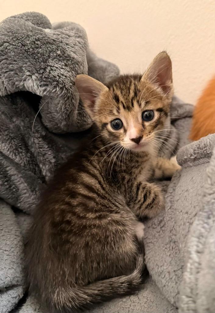 Milo, Adoptable, Kitten Male Domestic Short Hair.