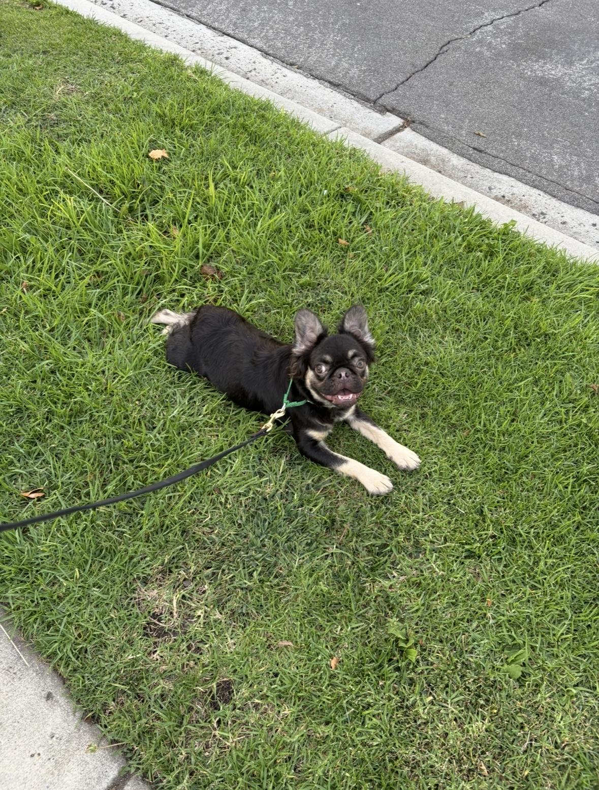 Gizmo, a Adoptable mixed breed in Rancho Santa Margarita, CA image 5/6