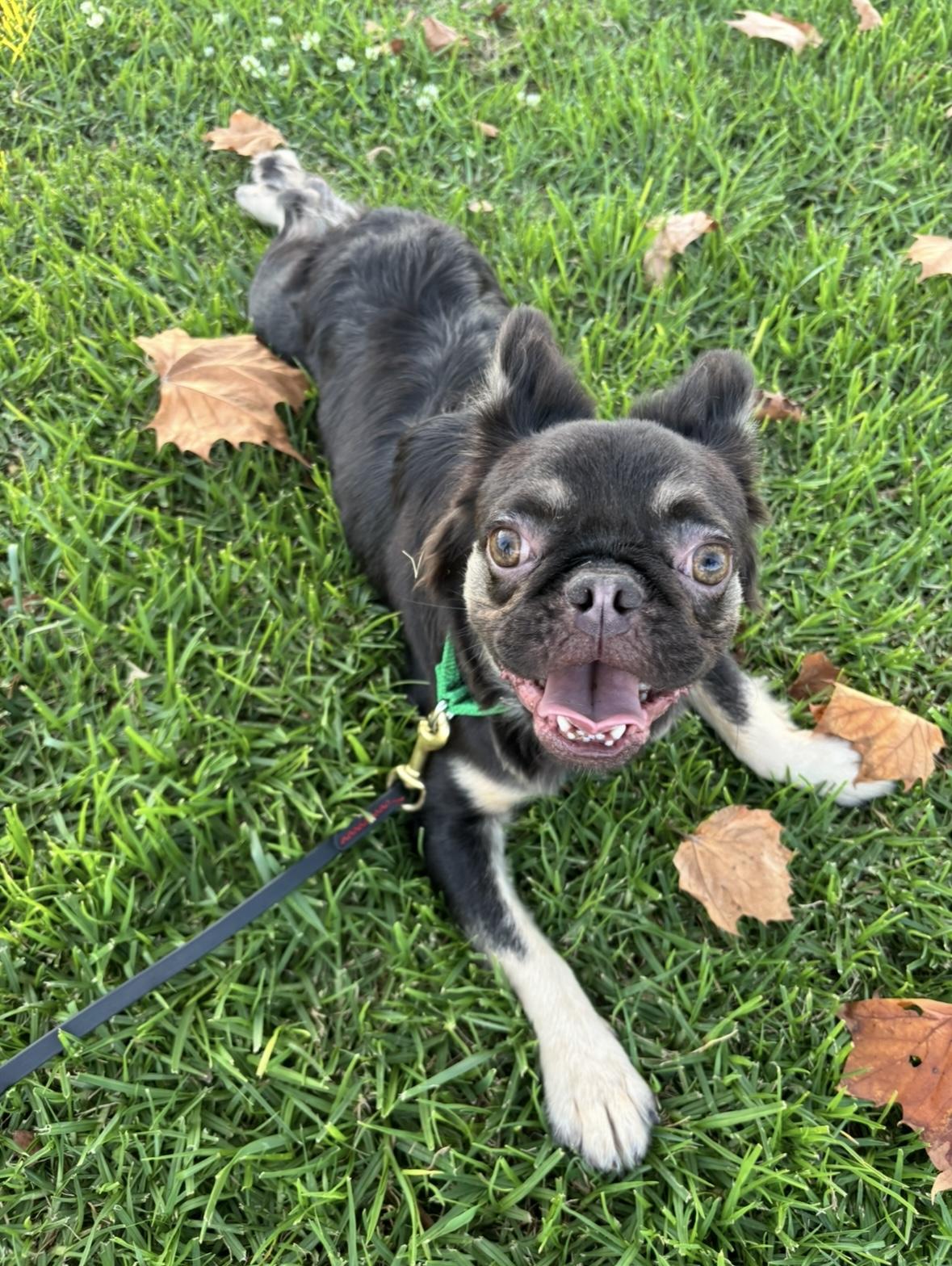 Gizmo, a Adoptable mixed breed in Rancho Santa Margarita, CA image 1/6