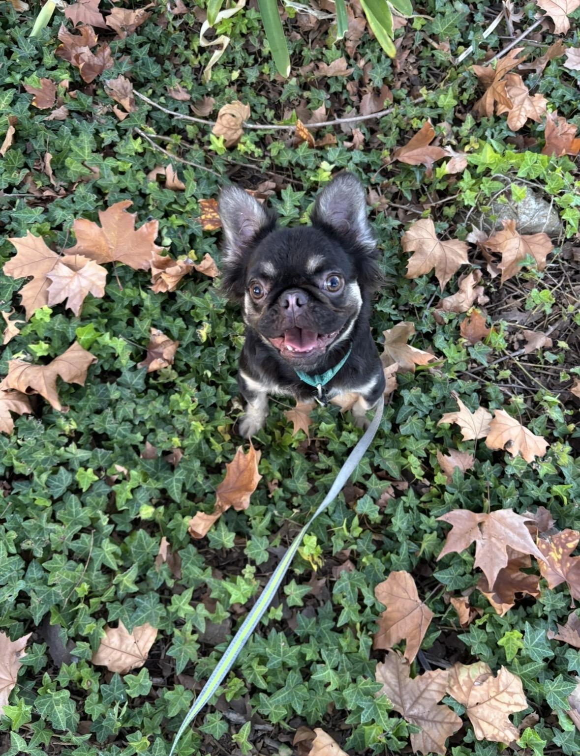 Gizmo, a Adoptable mixed breed in Rancho Santa Margarita, CA image 6/6