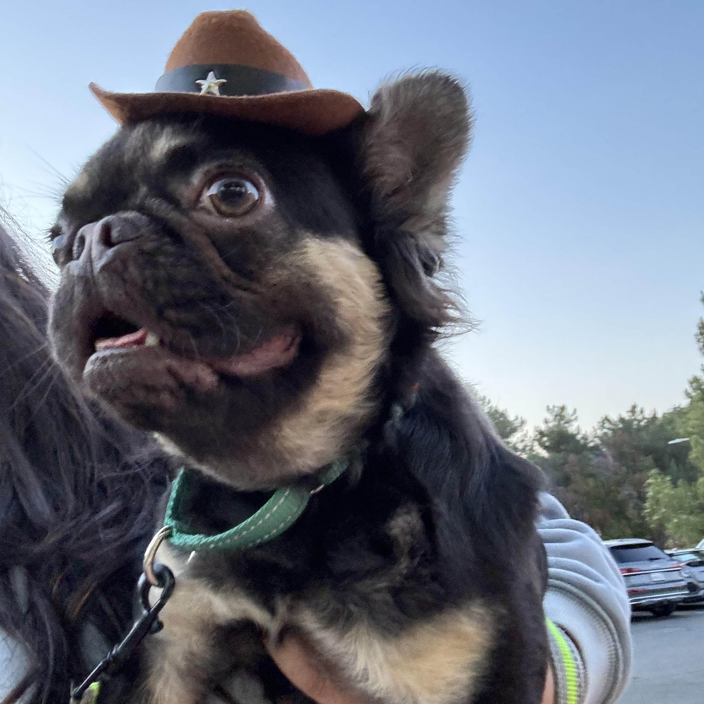 Gizmo, Adoptable, Young Male French Bulldog.