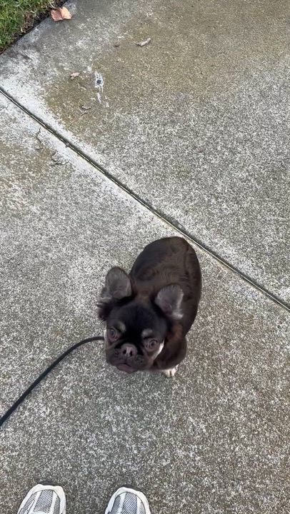 Enlarge Gizmo, a Adoptable mixed breed in Rancho Santa Margarita, CA video 2/6