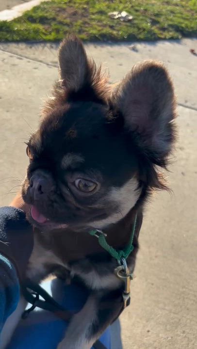 Enlarge Gizmo, a Adoptable mixed breed in Rancho Santa Margarita, CA video 3/6