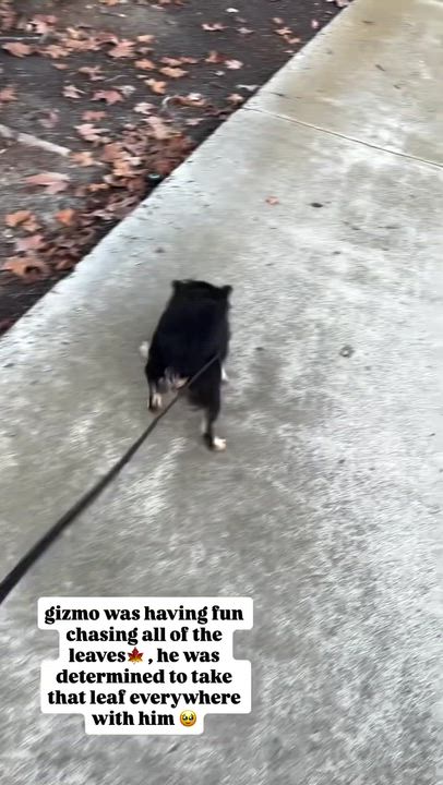 Enlarge Gizmo, a Adoptable mixed breed in Rancho Santa Margarita, CA video 4/6