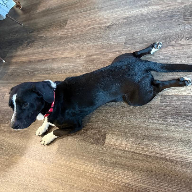 Mochi A — thumbnail 3