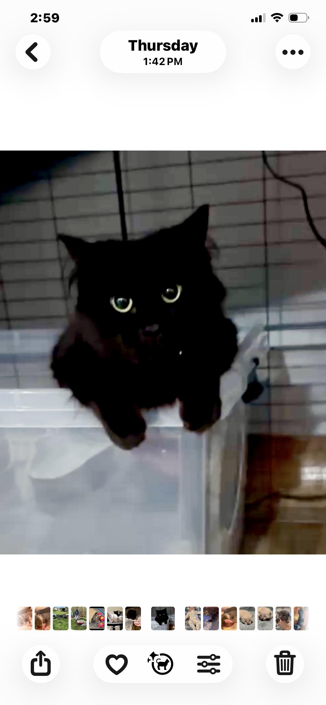 Colette, ADOPTABLE, Adult Female Domestic Long Hair.