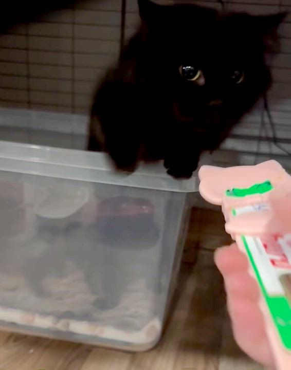 Enlarge Colette, a ADOPTABLE Domestic Long Hair in Port Washington, WI video 2/2