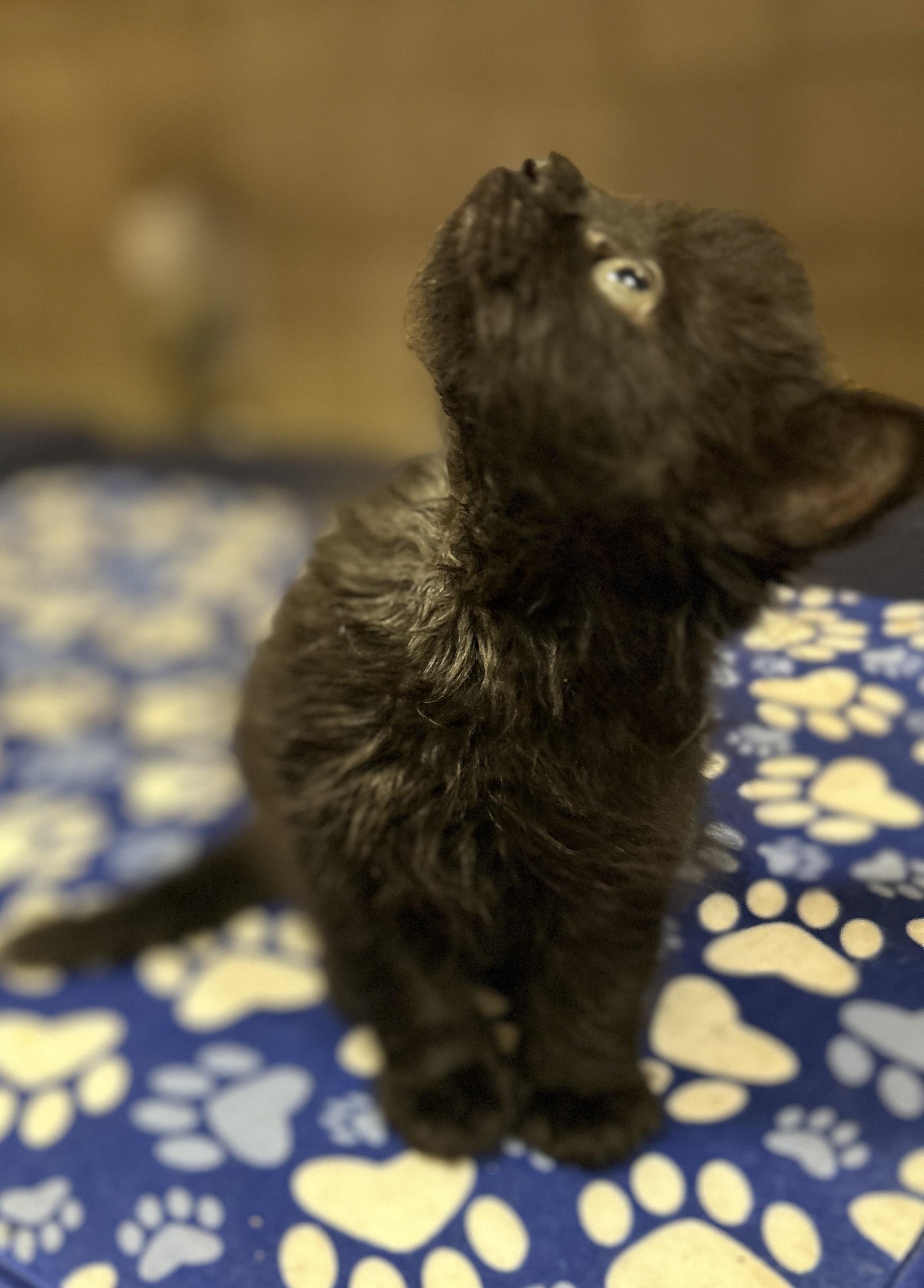Enlarge Rufus, a Adopted Domestic Long Hair in Coldspring, TX image 4/5