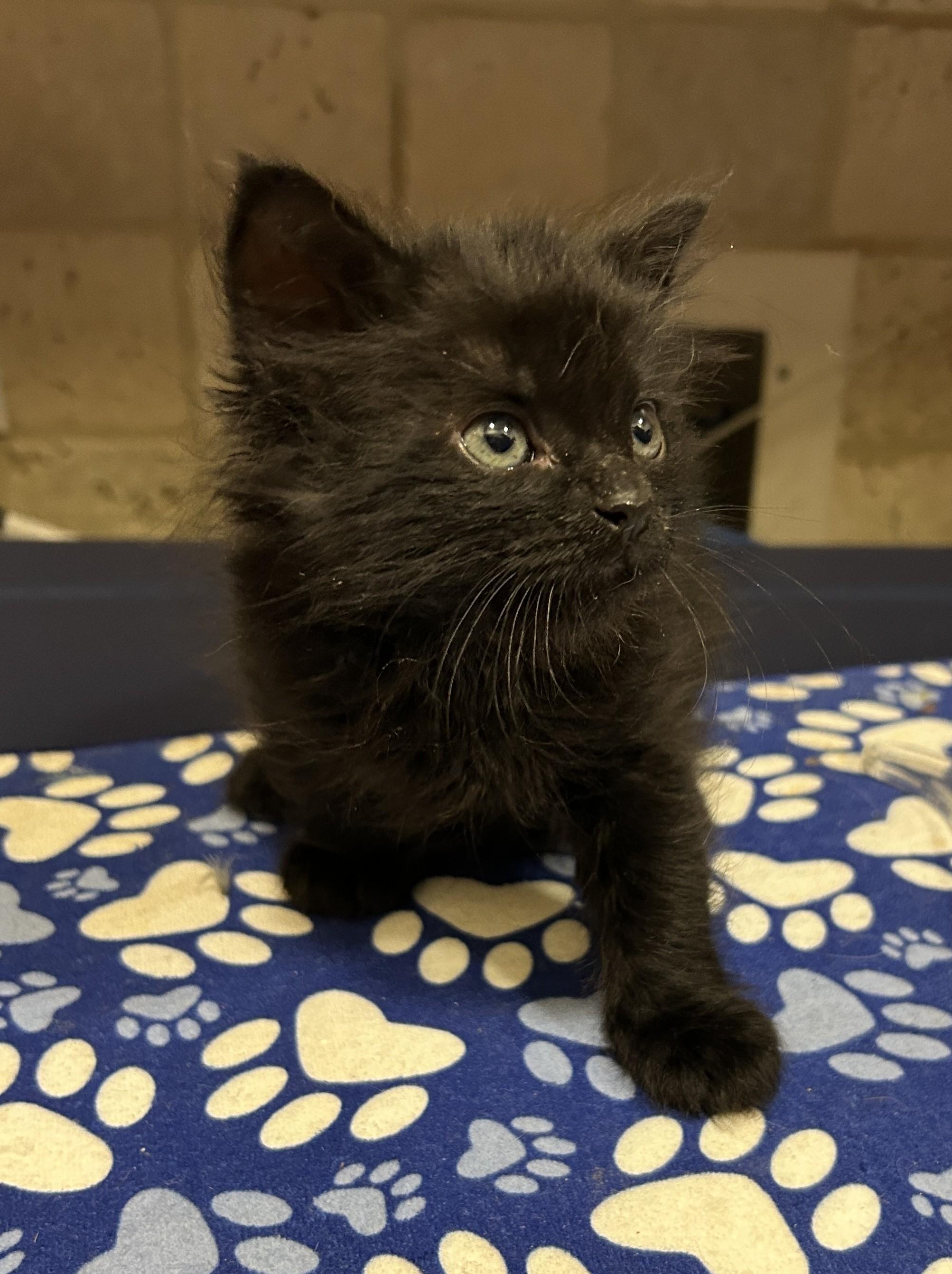 Rufus, Adopted, Kitten Male Domestic Long Hair.