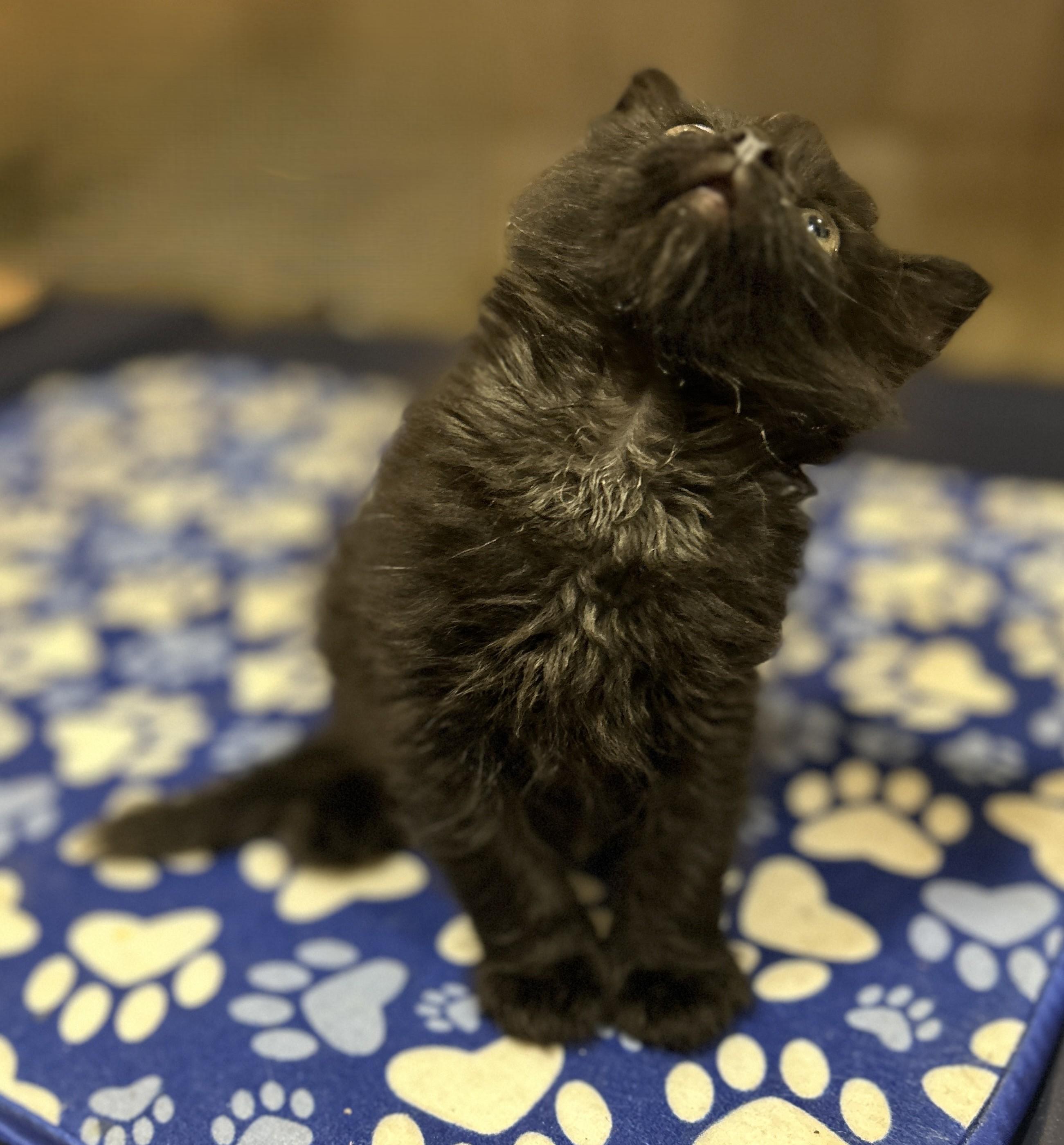Enlarge Rufus, a Adopted Domestic Long Hair in Coldspring, TX image 5/5