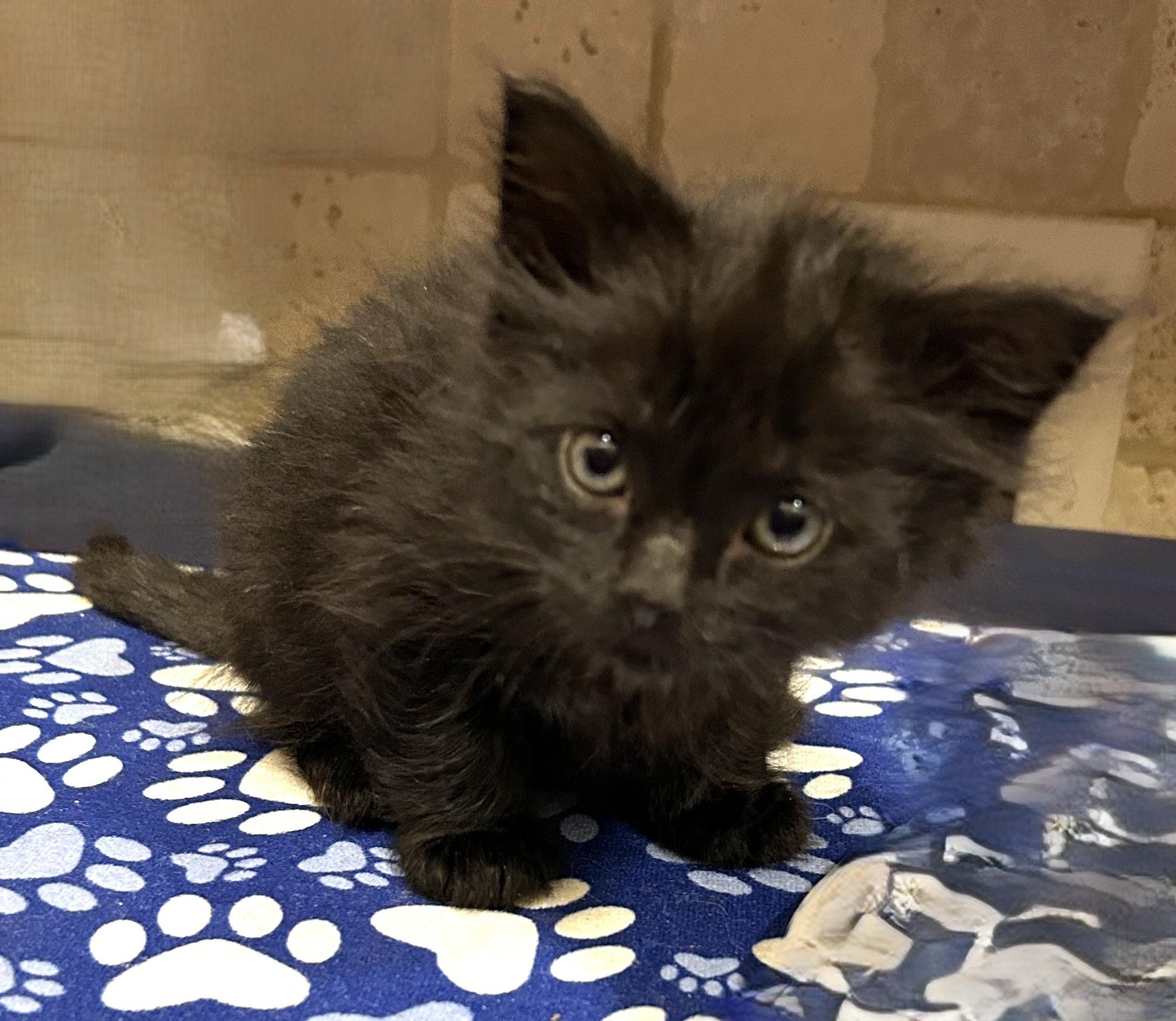 Enlarge Rufus, a Adopted Domestic Long Hair in Coldspring, TX image 2/5