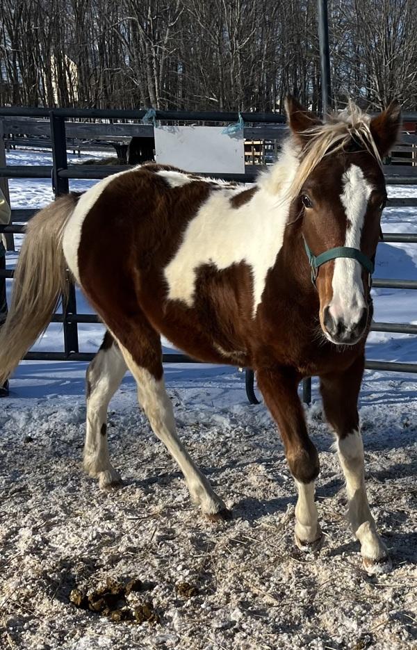 Oakley, Adoptable, Young Female Paso Fino & Quarterhorse.