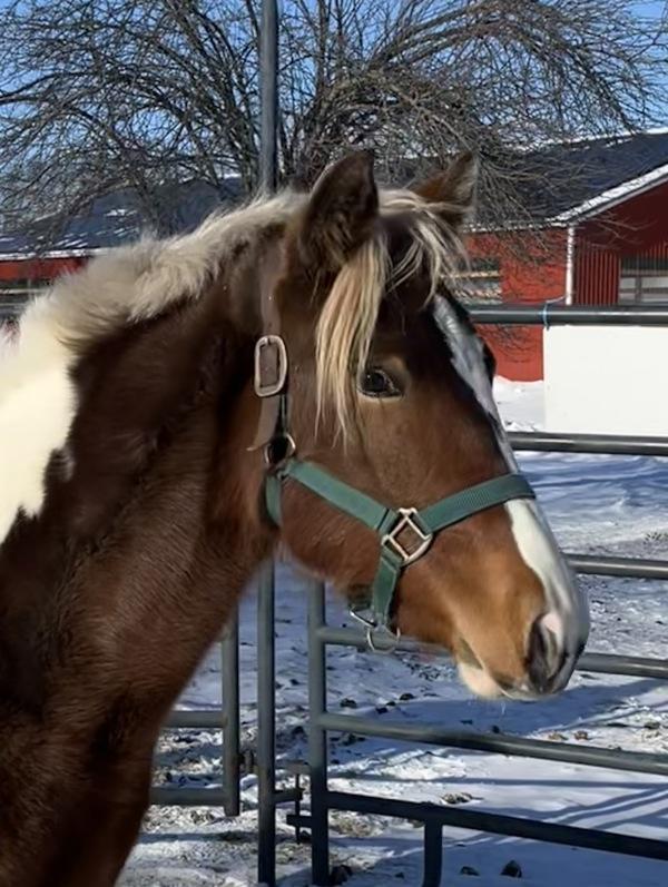 Enlarge Oakley, a Adoptable mixed breed in Stratham, NH image 2/3