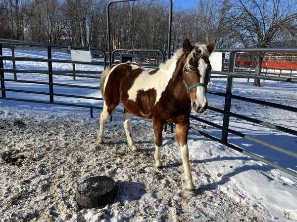 Enlarge Oakley, a Adoptable mixed breed in Stratham, NH image 3/3
