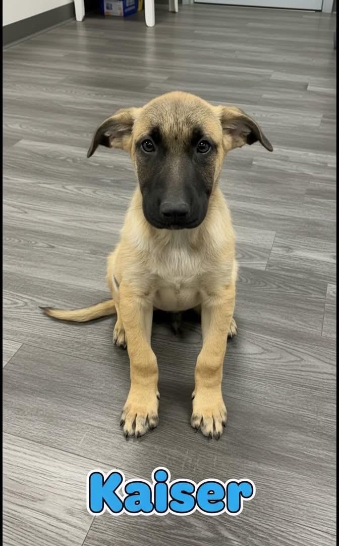 Kaiser, adopted, Puppy Male German Shepherd Dog.