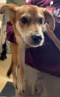 Enlarge Gus, a Adoptable mixed breed in Violet, LA image 1/1