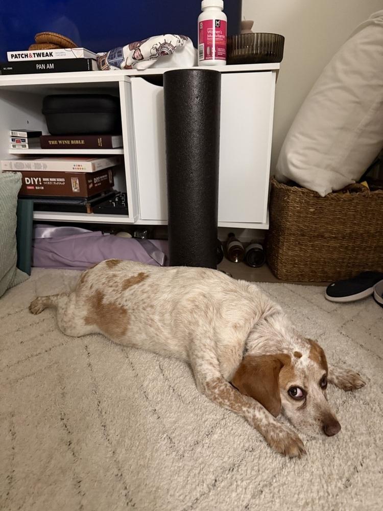 Scout, Adoptable, Adult Female Beagle & Hound.