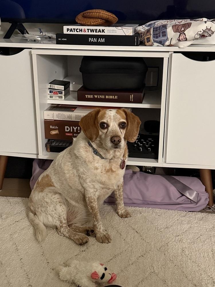 Enlarge Scout, a Adoptable mixed breed in Manhattan, NY image 2/4