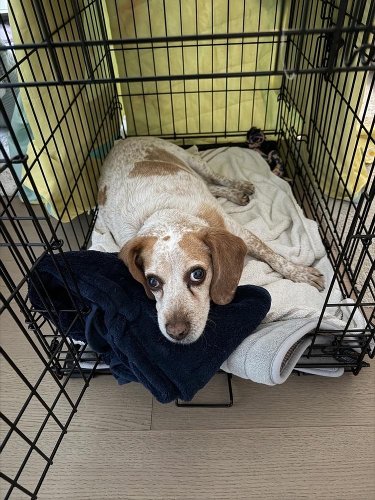 Enlarge Scout, a Adoptable mixed breed in Manhattan, NY image 3/4