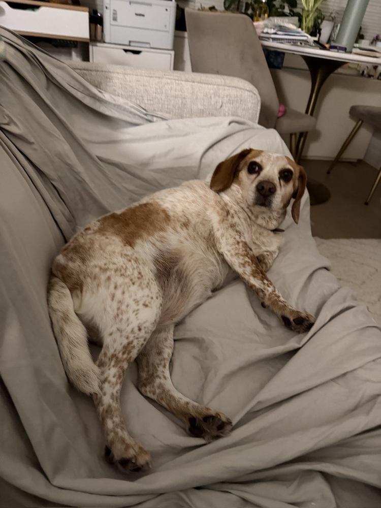 Enlarge Scout, a Adoptable mixed breed in Manhattan, NY image 4/4