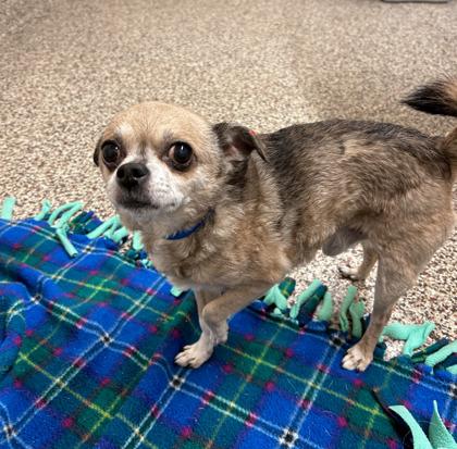 King, Adoptable, Senior Male Chihuahua & Mixed Breed.